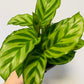 Bilde av Calathea ‘Freddie’-Spanne Plantesalg