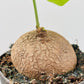 Bilde av Stephania pierrei erecta 12 cm potte-Spanne Plantesalg