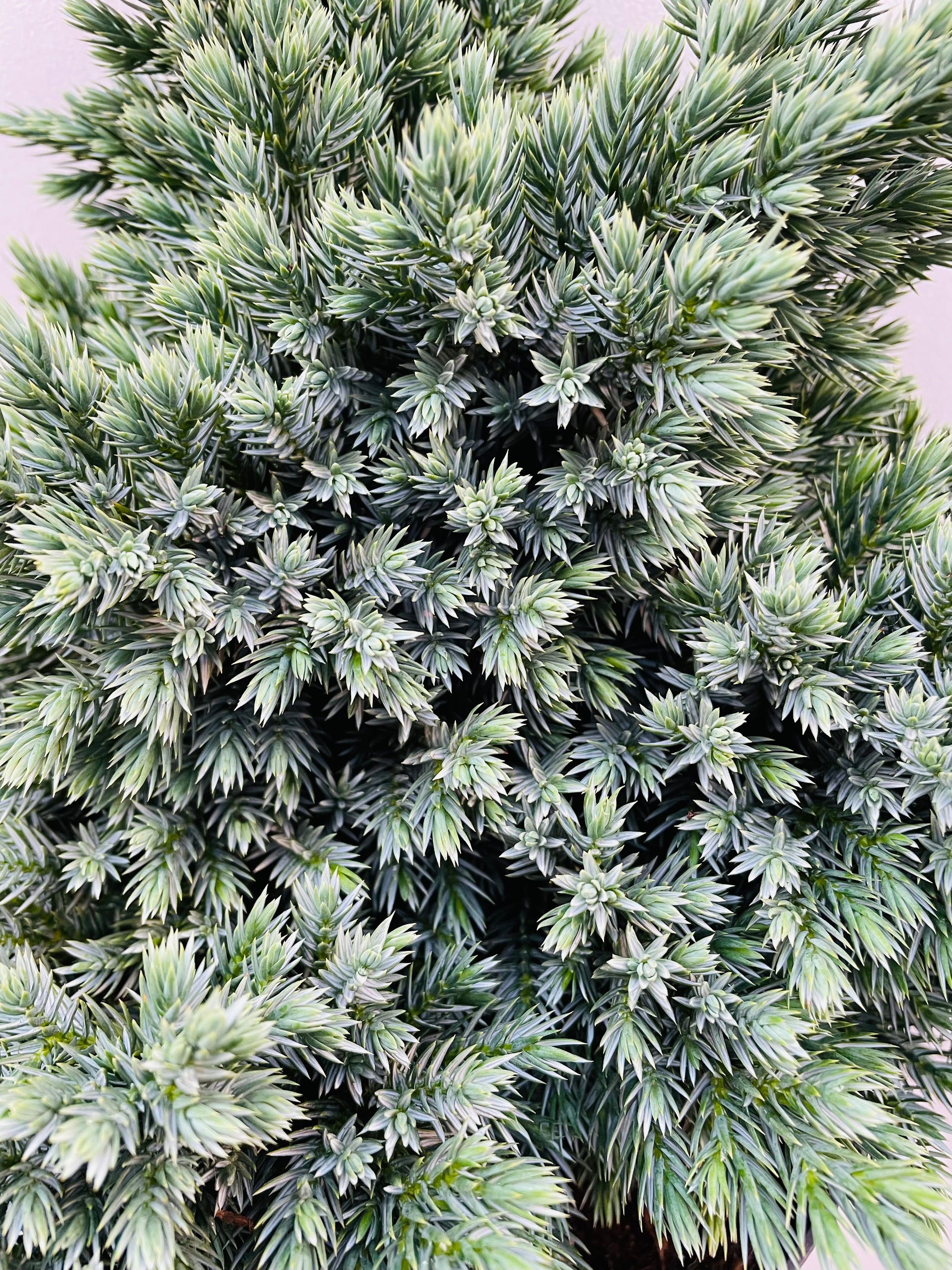 Bilde av JUNIPERUS S. BLUE STAR-Spanne Plantesalg