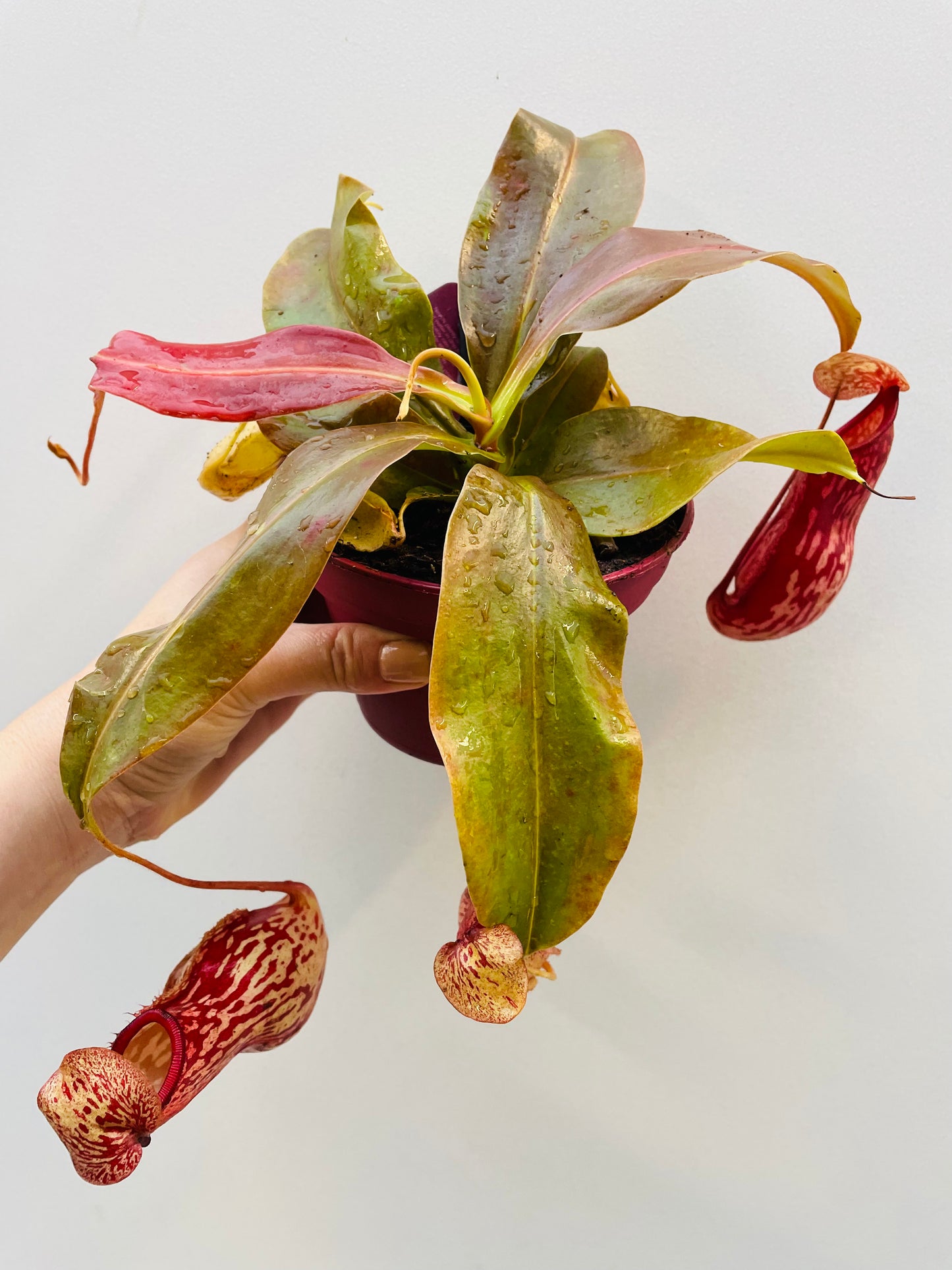 Bilde av Nepenthes ‘Gaya’-Spanne Plantesalg