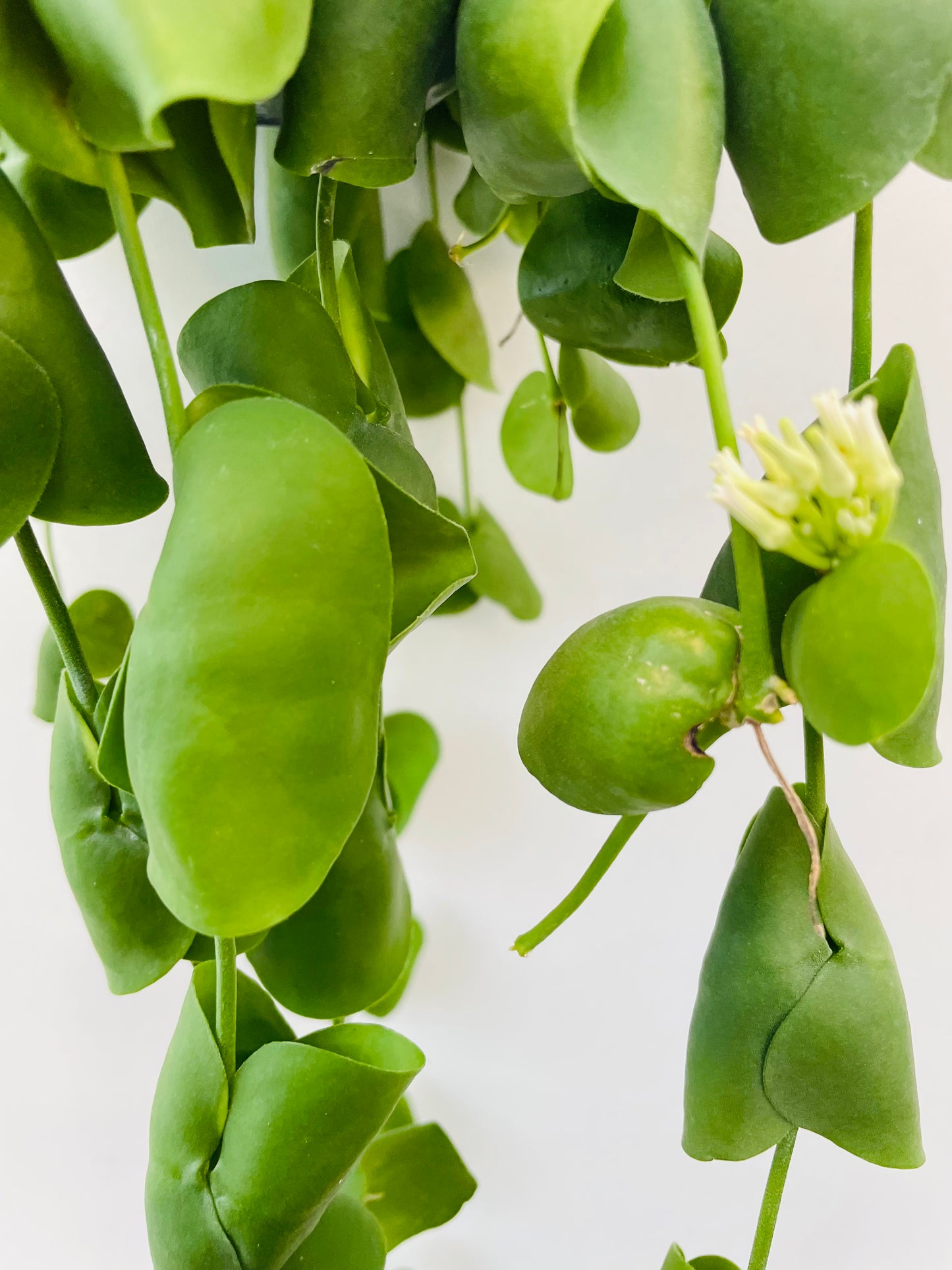 Dischidia platyphylla
