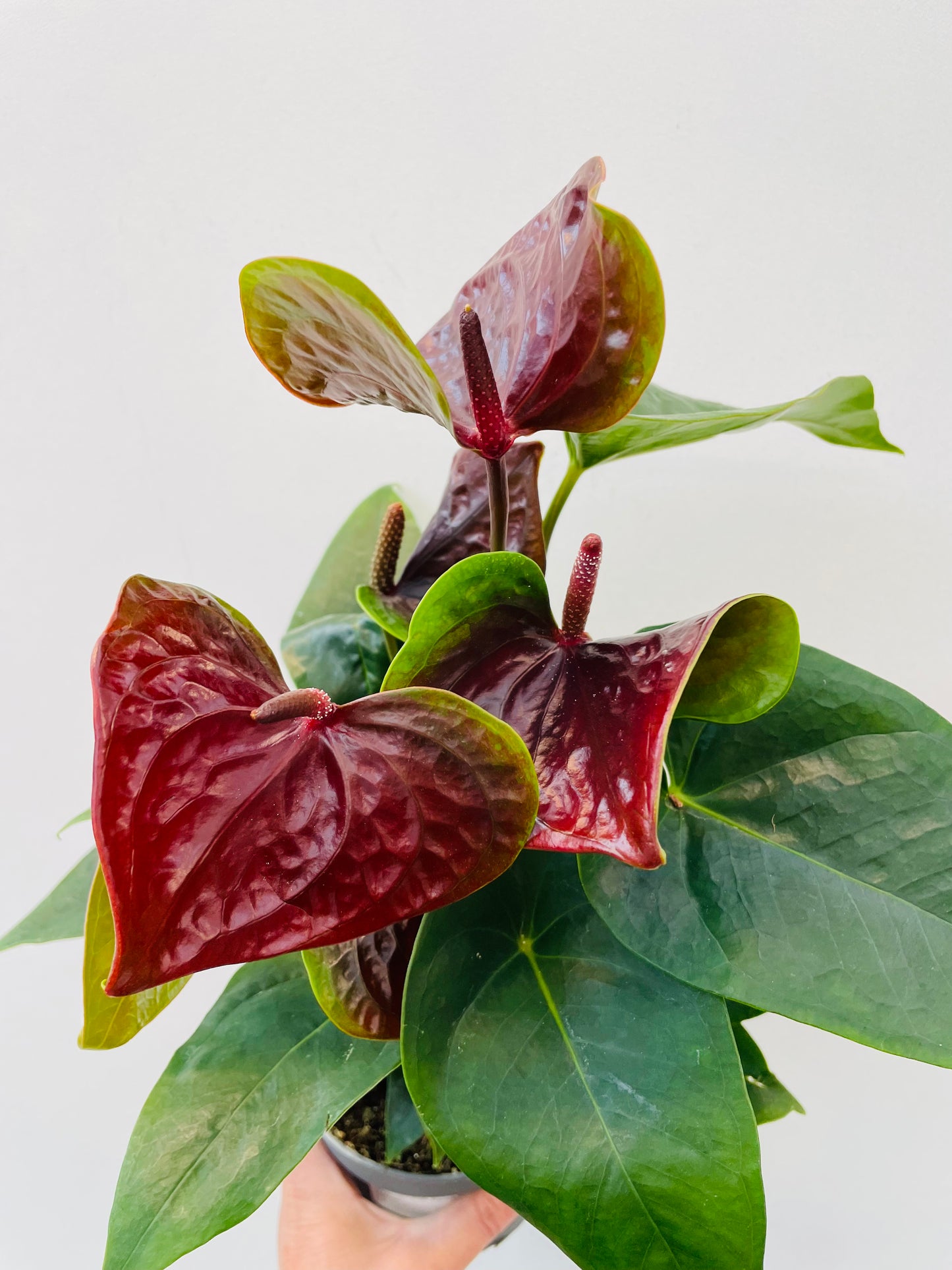 Anthurium ‘Karma Essencia’