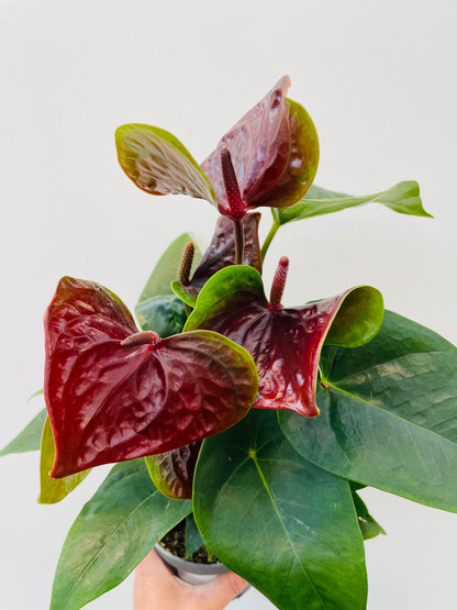 Anthurium ‘Karma Essencia’