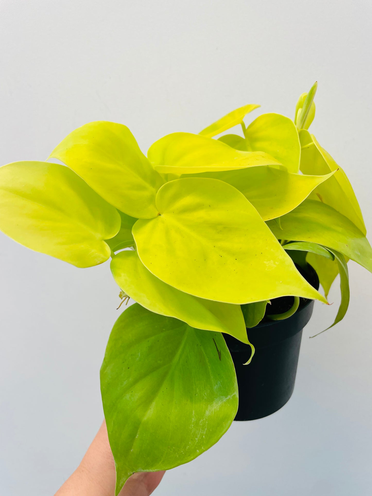 Philodendron scandens ‘Lemon Lime’