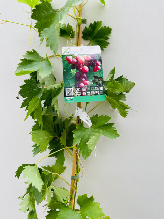 Bilde av Vitis ‘Cardinal’-Spanne Plantesalg