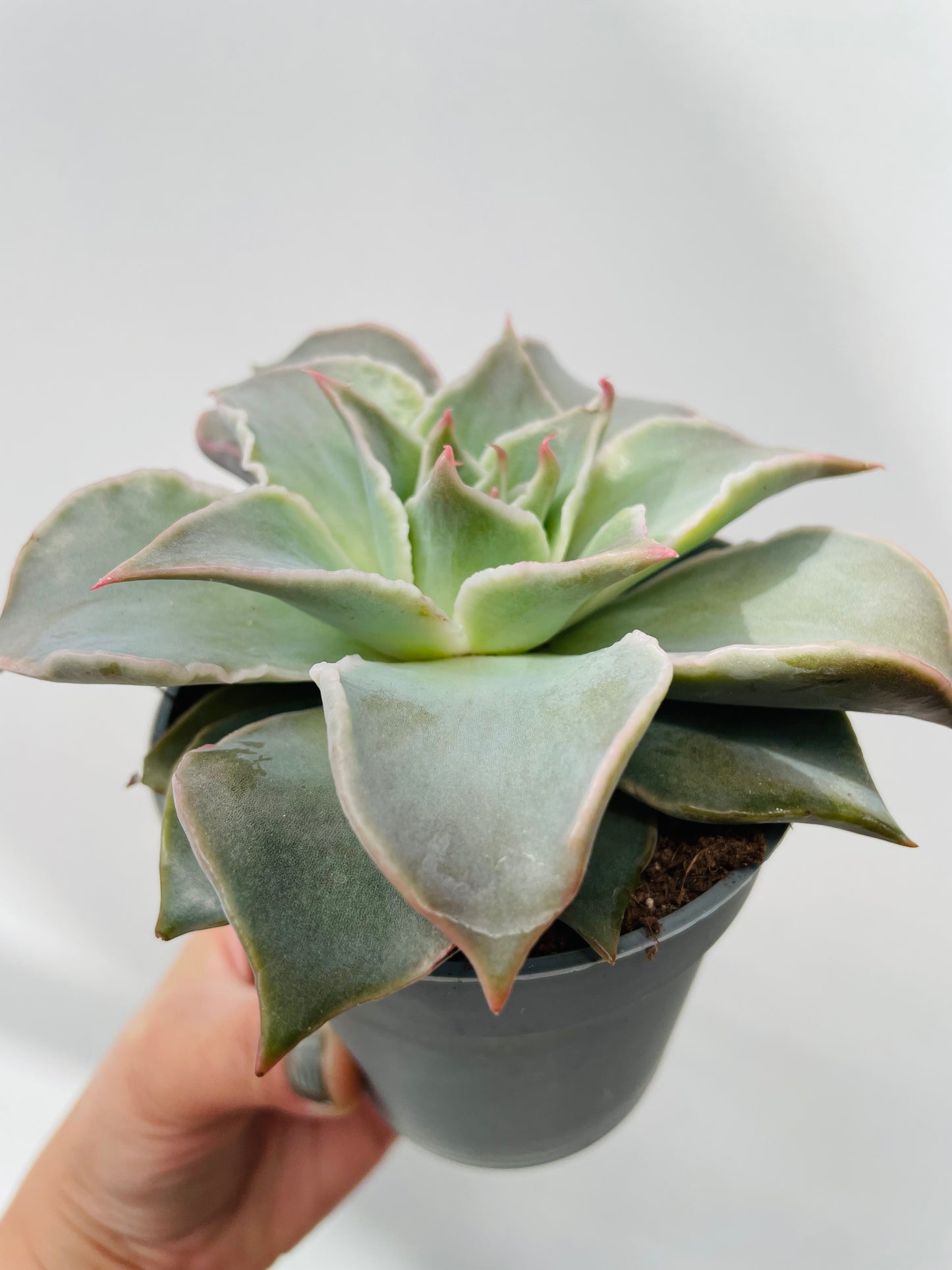 Echeveria ‘Madiba’