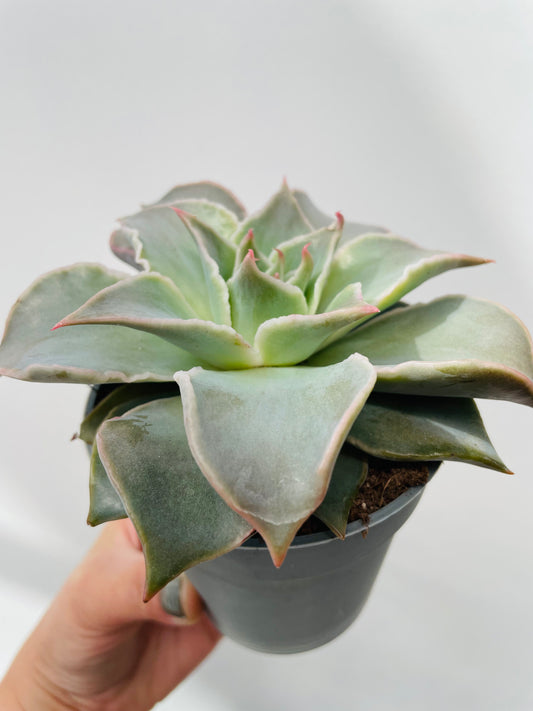 Echeveria ‘Madiba’