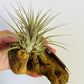 Bilde av Tillandsia på tre 3-Spanne Plantesalg