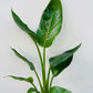 Bilde av Strelitzia reginae 12 cm potte-Spanne Plantesalg