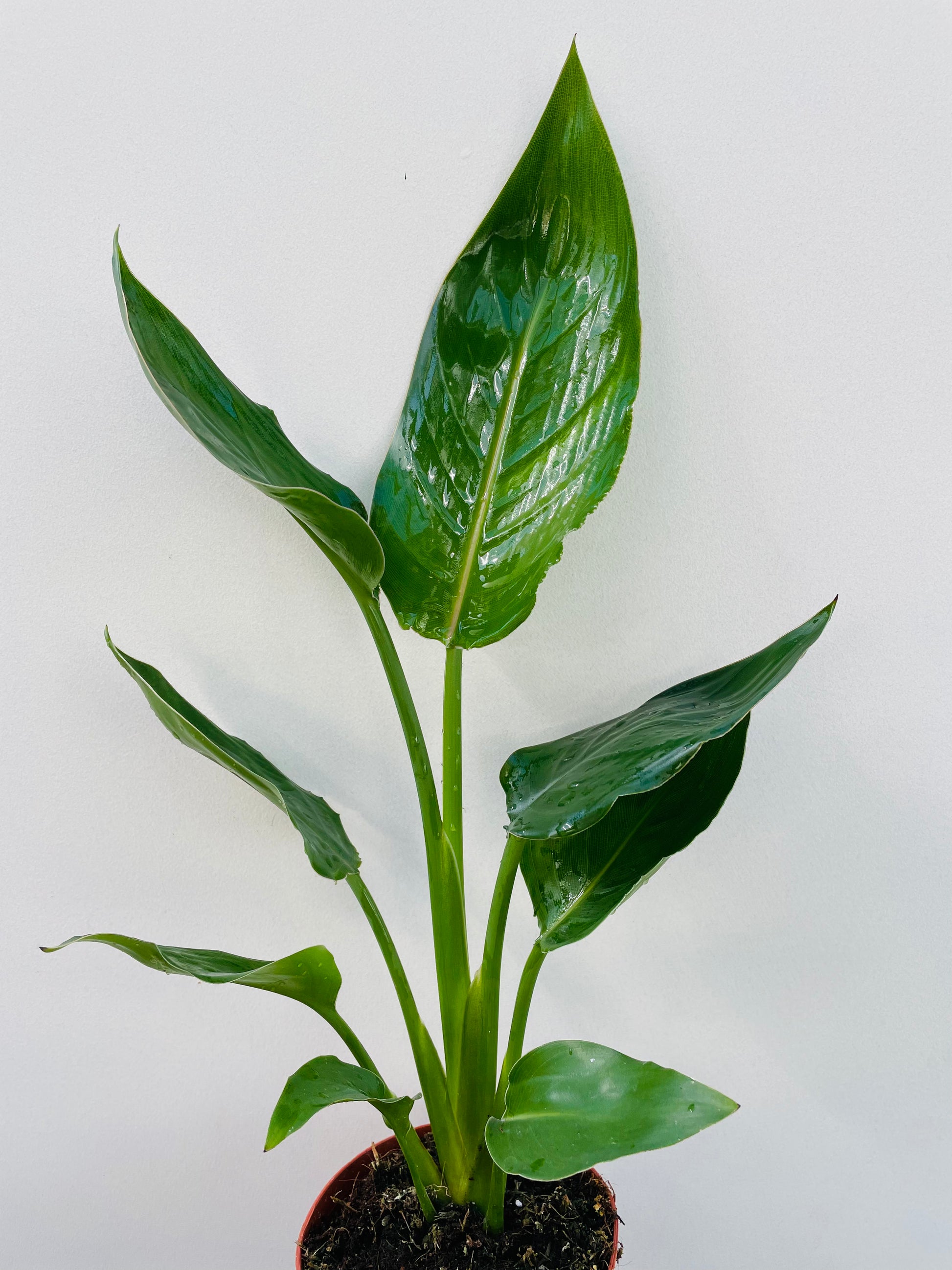 Bilde av Strelitzia reginae 12 cm potte-Spanne Plantesalg