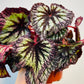Bilde av Begonia rex ‘Fireworks’ 12 cm potte-Spanne Plantesalg