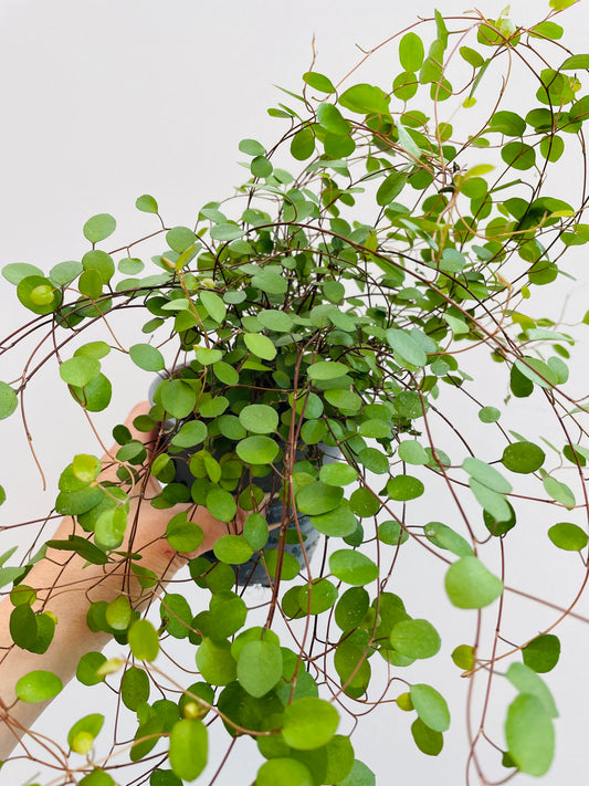 Bilde av Muehlenbeckia complexa-Spanne Plantesalg