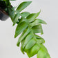 Bilde av Epiphyllum chrysocardium ‘Fern Leaf’-Spanne Plantesalg