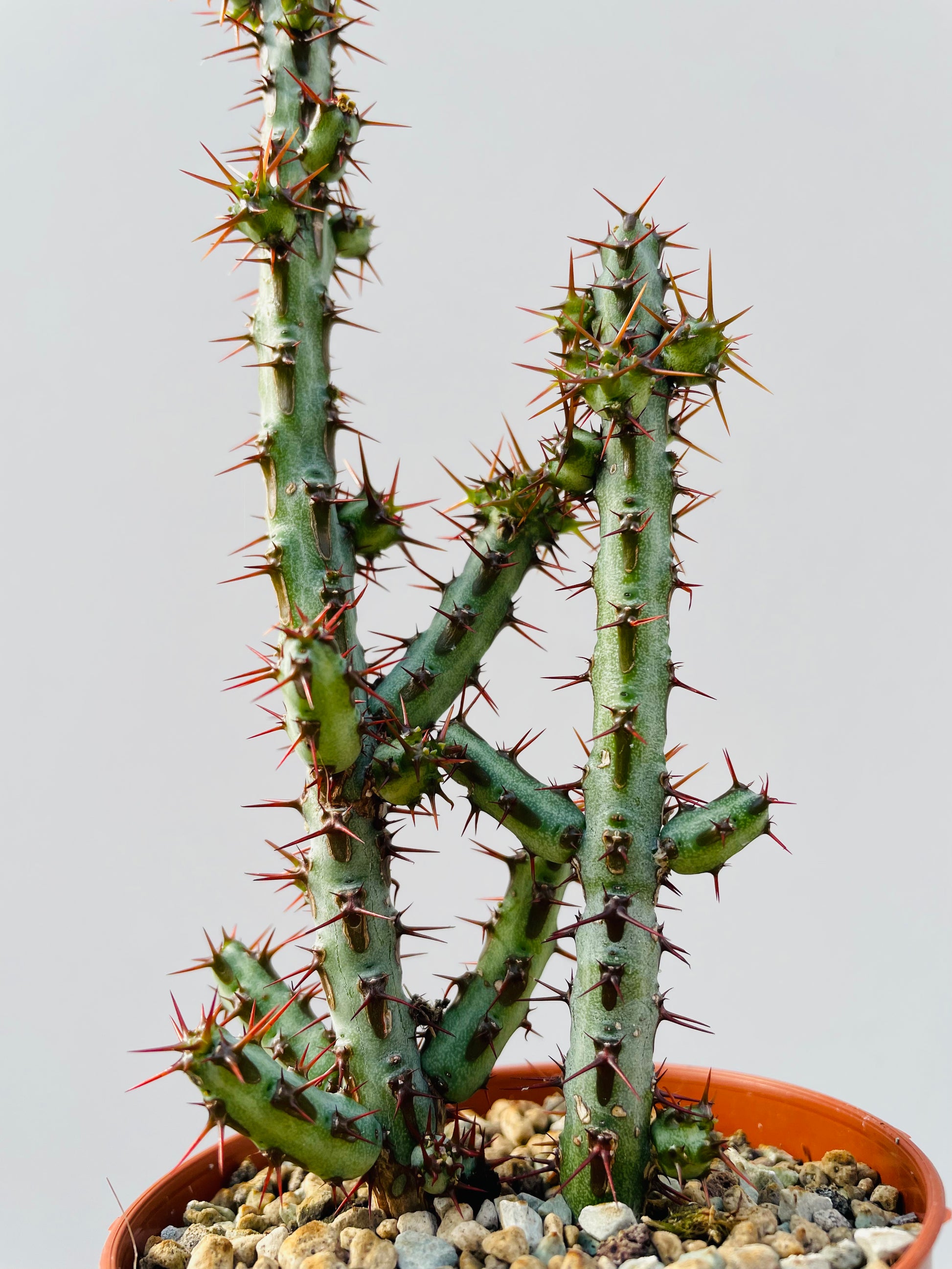 Bilde av Euphorbia aeruginosa 8 cm potte-Spanne Plantesalg