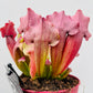 Bilde av Sarracenia ‘Maroon’-Spanne Plantesalg