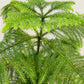 Bilde av Araucaria heterophylla Tim-Spanne Plantesalg