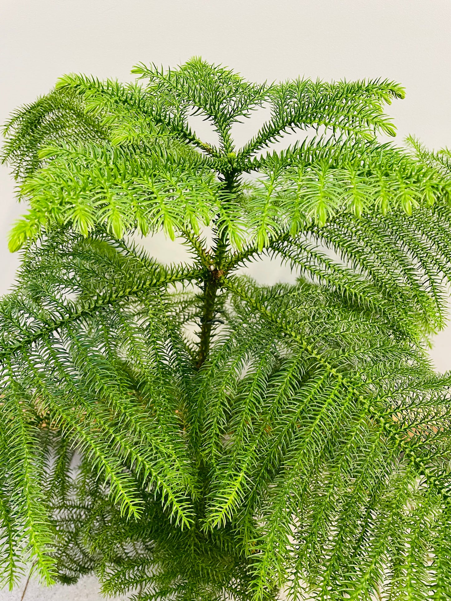 Bilde av Araucaria heterophylla Tim-Spanne Plantesalg