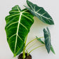 Bilde av Alocasia ‘Frydek’-Spanne Plantesalg
