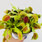 Bilde av Dionaea muscipula 12 cm potte-Spanne Plantesalg