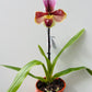 Bilde av Paphiopedilum USA hybrid 12 cm potte-Spanne Plantesalg