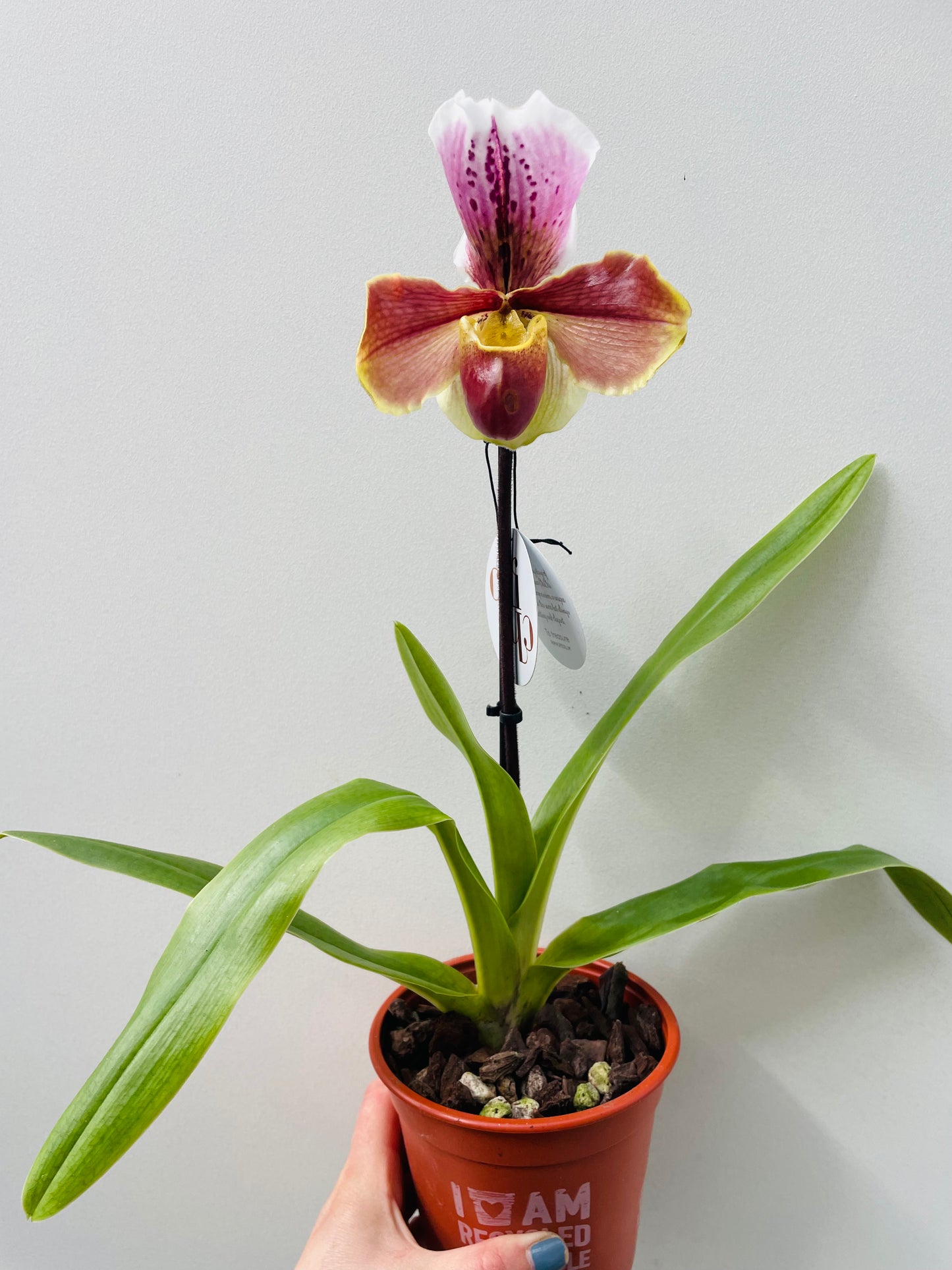Bilde av Paphiopedilum USA hybrid 12 cm potte-Spanne Plantesalg