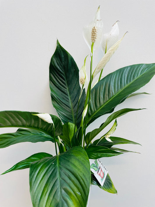 Spathiphyllum floribundum
