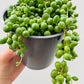 Bilde av Senecio ‘String Of Pearls’-Spanne Plantesalg