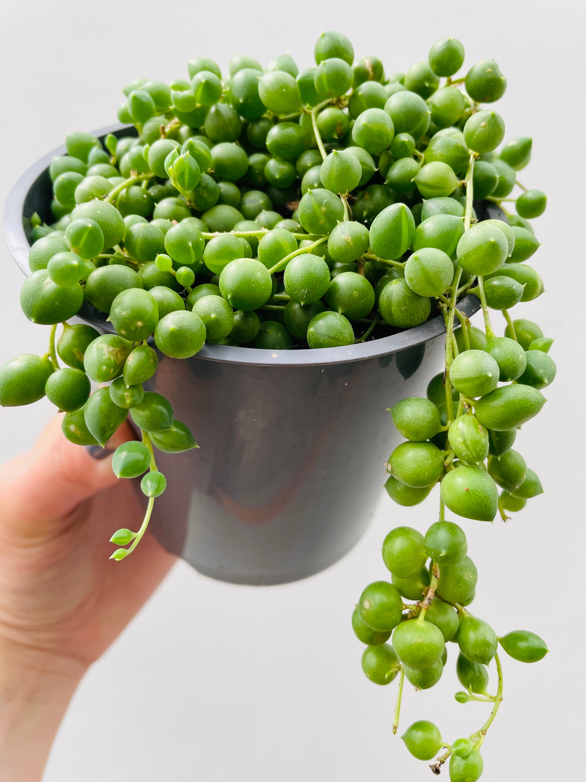 Bilde av Senecio ‘String Of Pearls’-Spanne Plantesalg