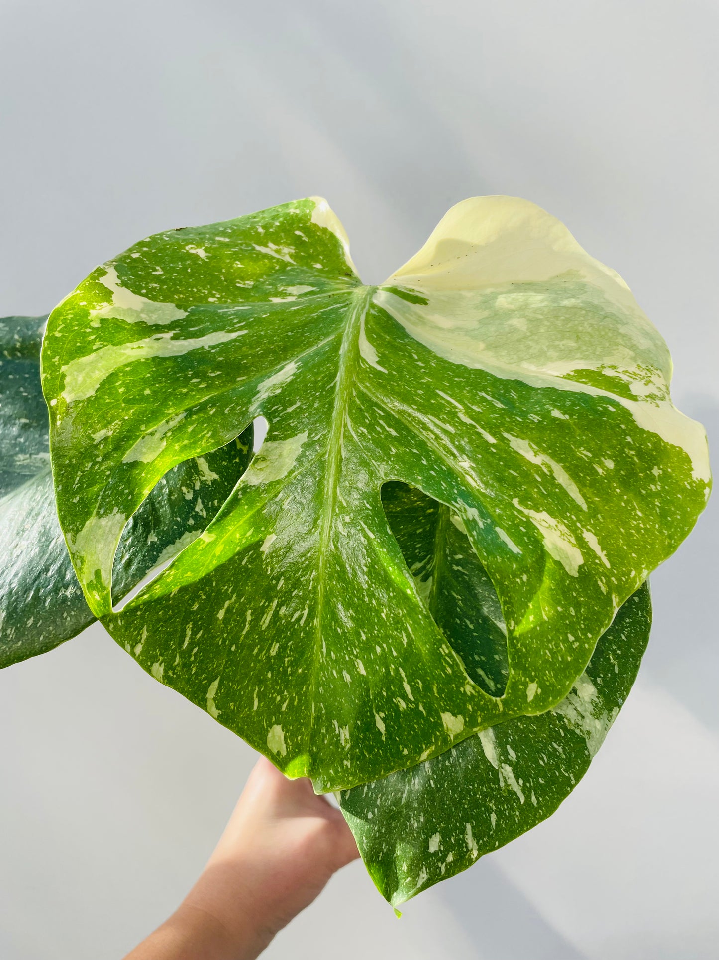 Monstera ‘Thai Constellation’