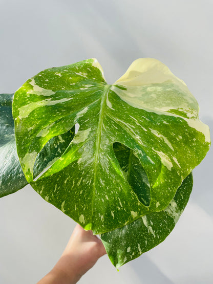 Monstera ‘Thai Constellation’