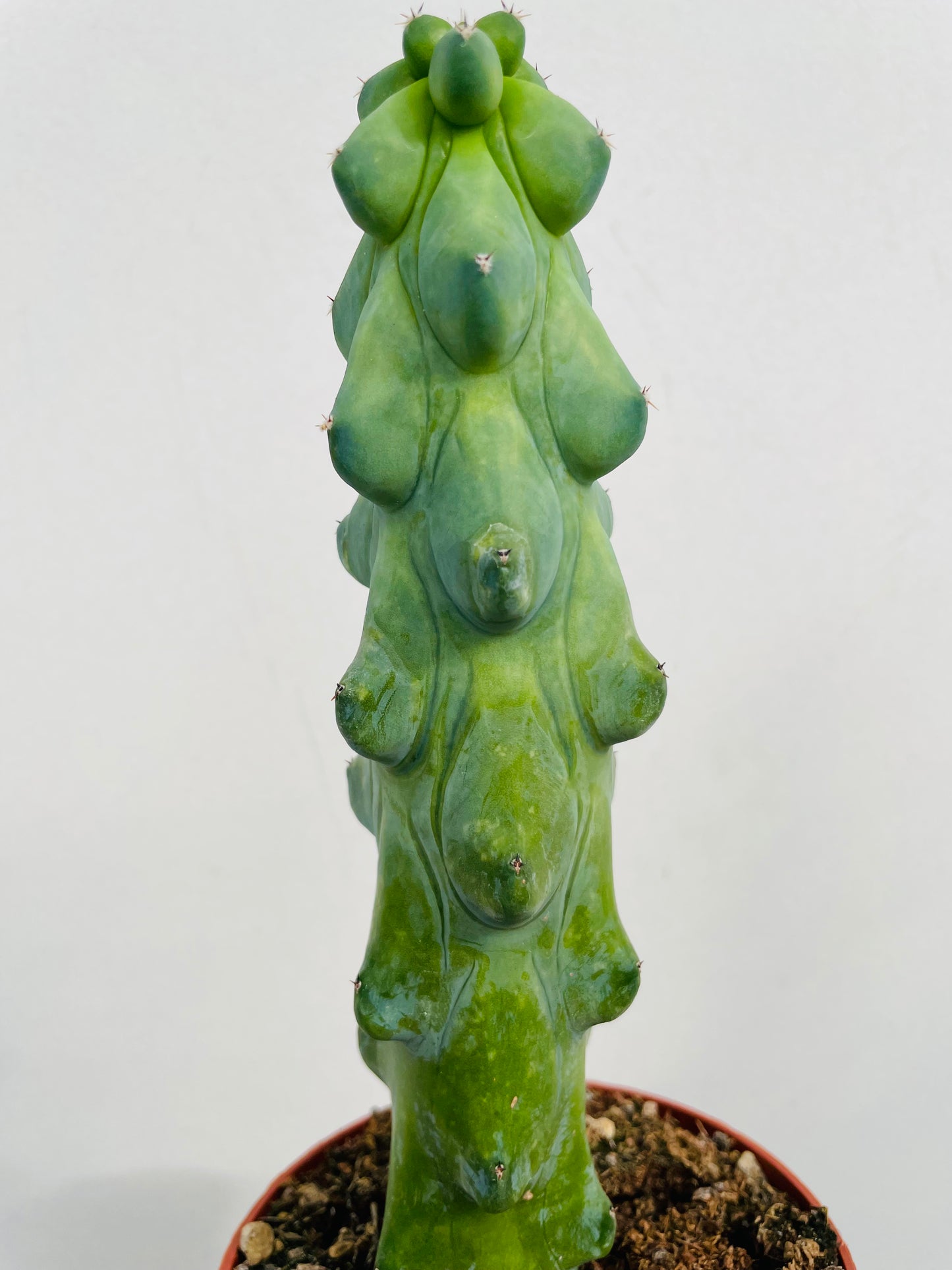 Bilde av Myrtillocactus geometrizans fukurokuryuzinboku "Boobie Cactus"-Spanne Plantesalg