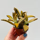 Bilde av Kalanchoe ‘Golden Girl’ 5 cm potte-Spanne Plantesalg