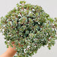 Bilde av Sedum cauticola 'Pink'-Spanne Plantesalg