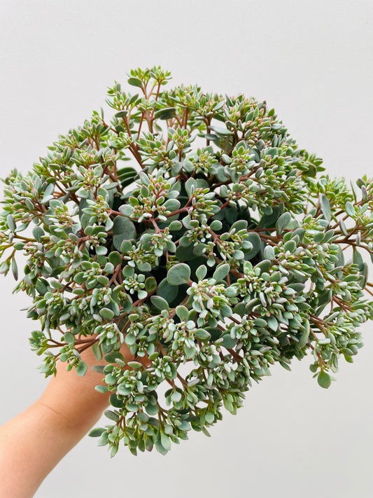 Bilde av Sedum cauticola 'Pink'-Spanne Plantesalg