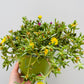 Bilde av Delisperma cooperi ‘Trio’-Spanne Plantesalg