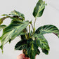 Bilde av Calathea ‘Confusion’ 14 cm potte-Spanne Plantesalg