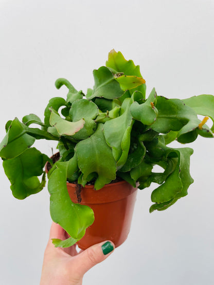 Epiphyllum guatemalense f. monstrose