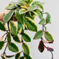 Bilde av Hoya carnosa ‘Krimson Queen’-Spanne Plantesalg