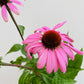 Echinacea p.  'Magnus'
