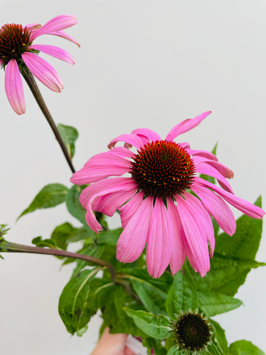 Echinacea p.  'Magnus'