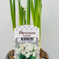 Bilde av NARCISSUS 'PAPERWHITE'-Spanne Plantesalg