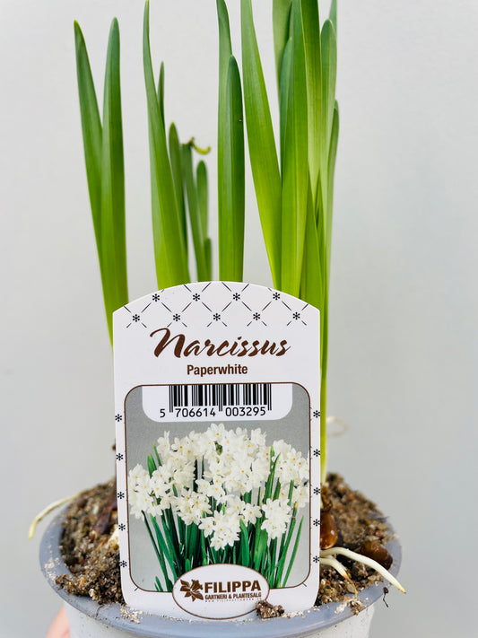 Bilde av NARCISSUS 'PAPERWHITE'-Spanne Plantesalg