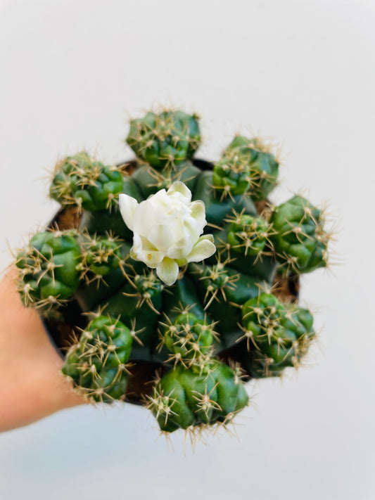Bilde av Gymnocalycium matoense-Spanne Plantesalg