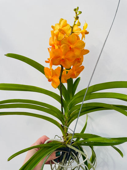 Vanda 2