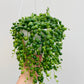 Bilde av Senecio ‘String Of Pearls’ ampel-Spanne Plantesalg