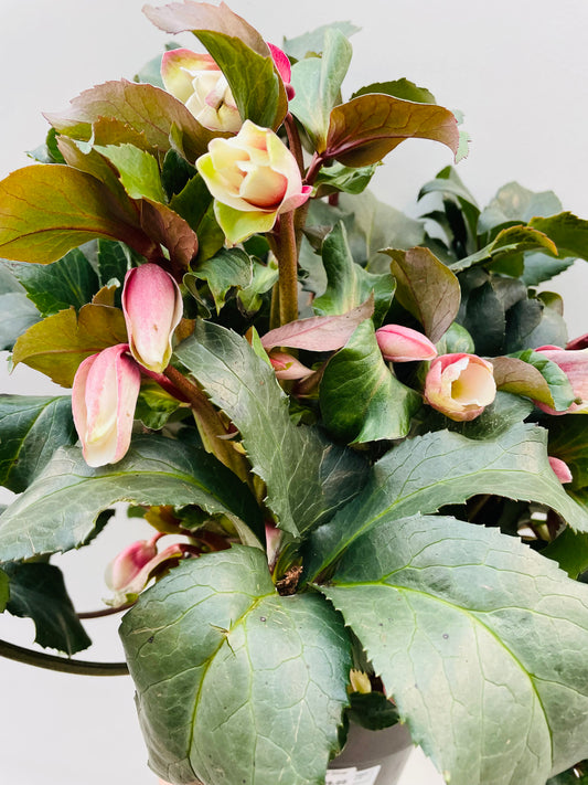 Bilde av Helleborus Angel Glow-Spanne Plantesalg