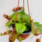 Bilde av Nepenthes ‘Gaya’-Spanne Plantesalg
