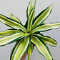 Bilde av Dracaena ‘Malaika’ 12 cm potte-Spanne Plantesalg