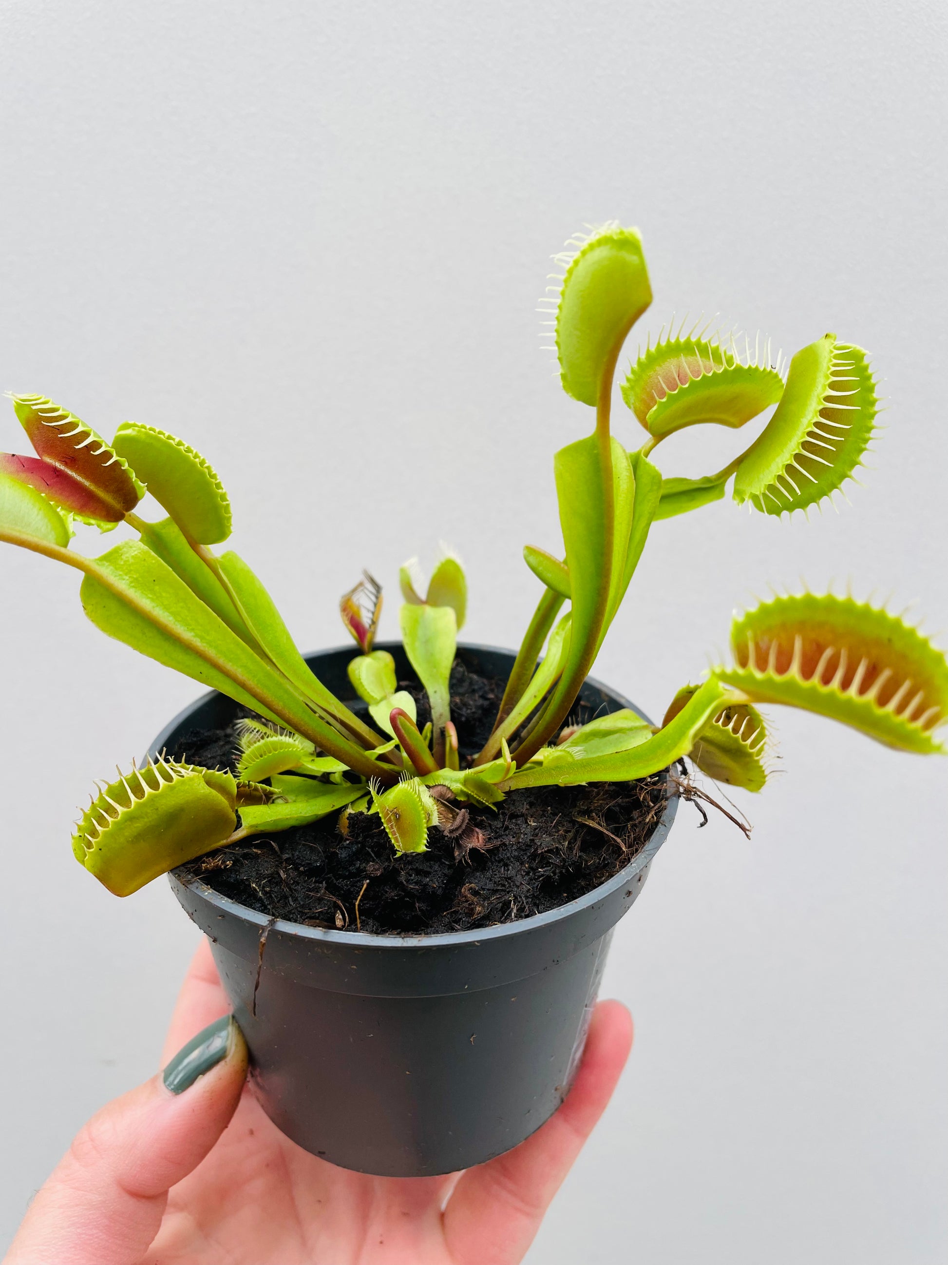 Bilde av Dionaea muscipula ‘Venusfluefanger’-Spanne Plantesalg