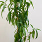 Bilde av Prunus Persia ‘Frost'-Spanne Plantesalg